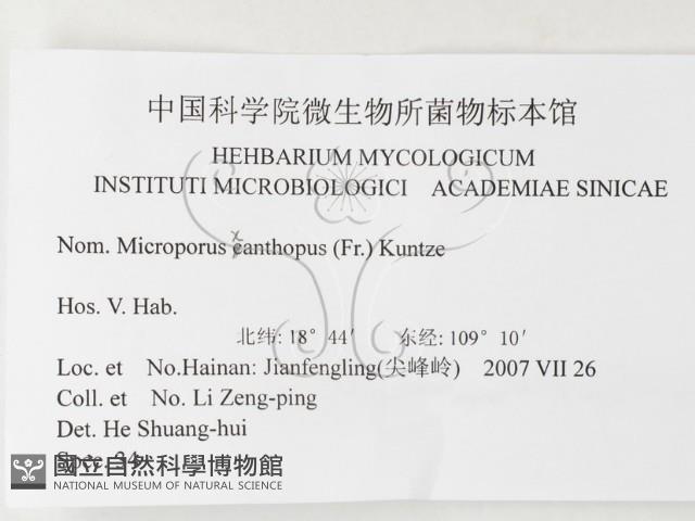 黄柄小孔菌藏品圖，第3張