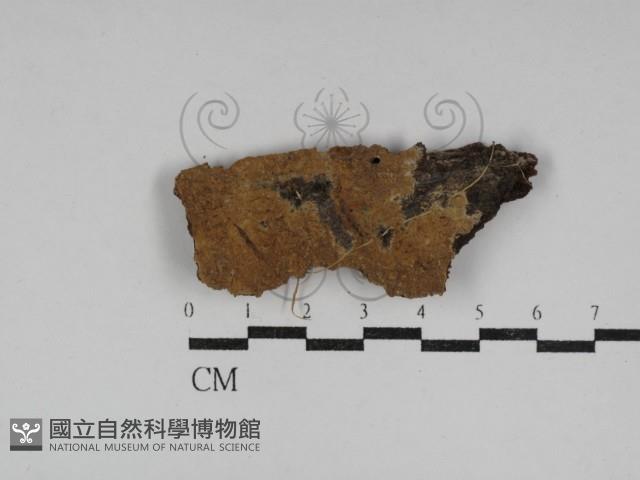 刺革菌屬藏品圖，第1張