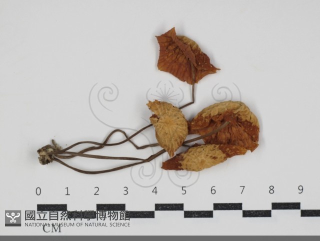 登錄號:F0034204藏品圖，第1張