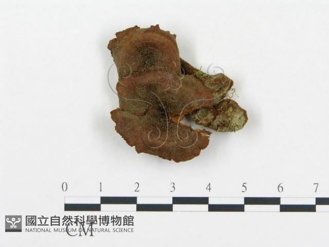 登錄號:F0012204藏品圖，第1張