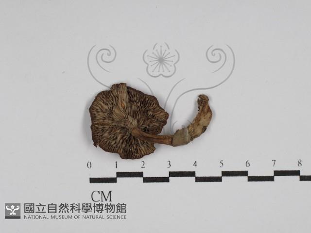 登錄號:F0013204藏品圖，第1張