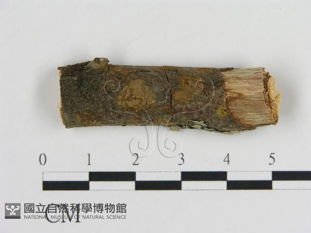 刺革菌屬藏品圖，第1張