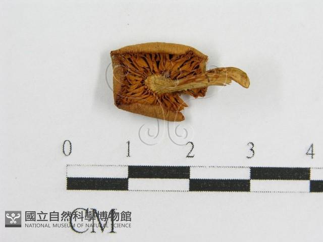 登錄號:F0010804藏品圖，第1張