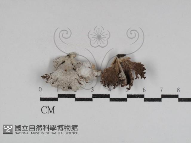 裂褶菌藏品圖，第1張