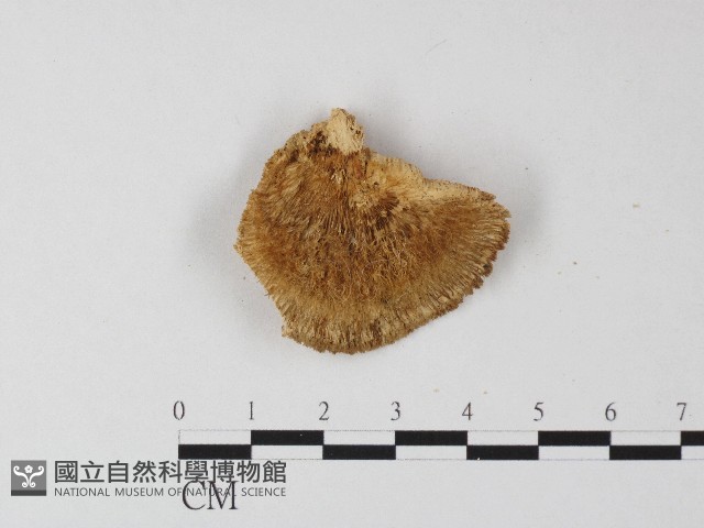 登錄號:F0006804藏品圖，第1張