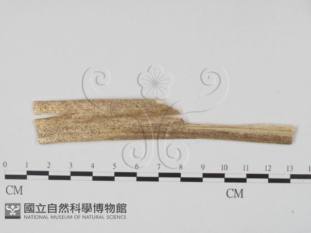 登錄號:F0011804藏品圖，第1張