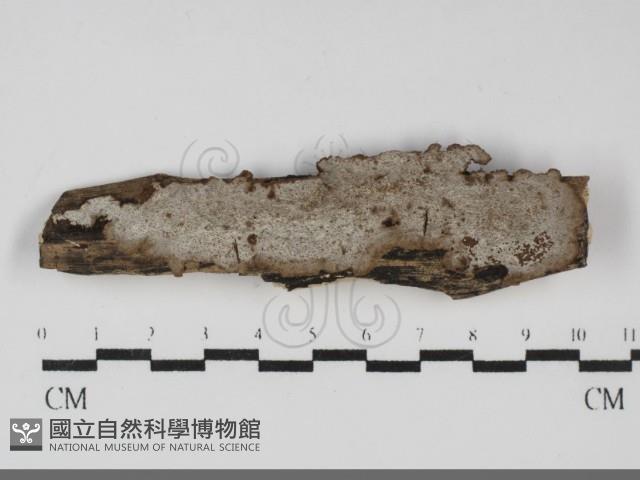 登錄號:F0031804藏品圖，第1張