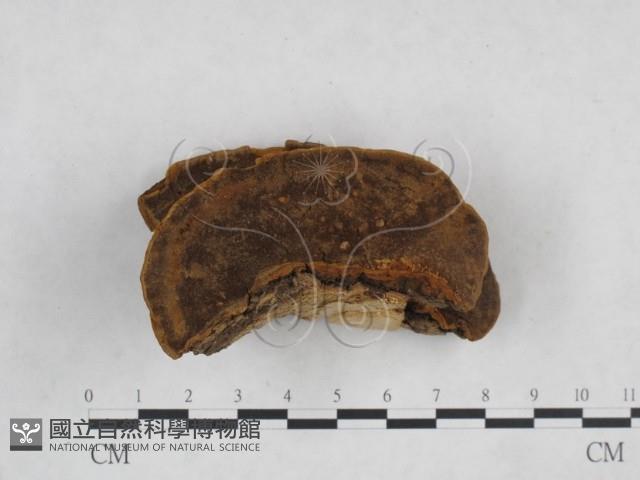 登錄號:F0024804藏品圖，第1張