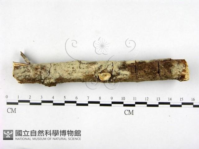 顯絲菌屬藏品圖，第1張