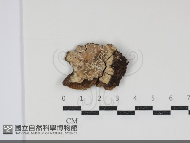 登錄號:F0034804藏品圖，第1張