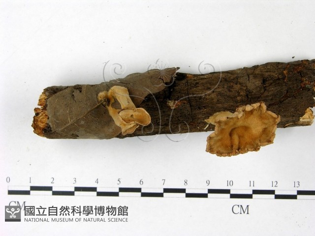 優雅波邊革菌藏品圖，第1張