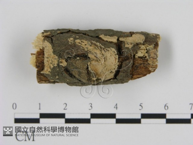 登錄號:F0002804藏品圖，第1張