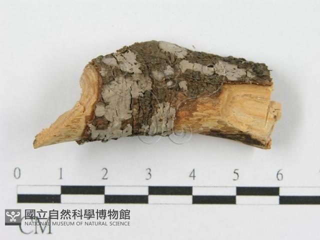 筍殼菌屬藏品圖，第1張