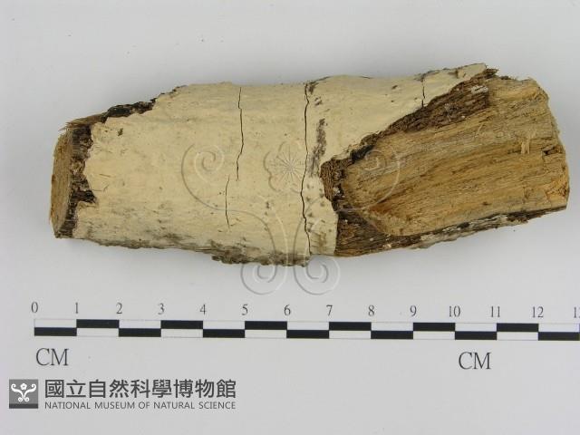 登錄號:F0007804藏品圖，第1張