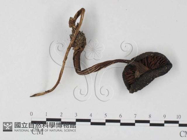 登錄號:F0025804藏品圖，第1張