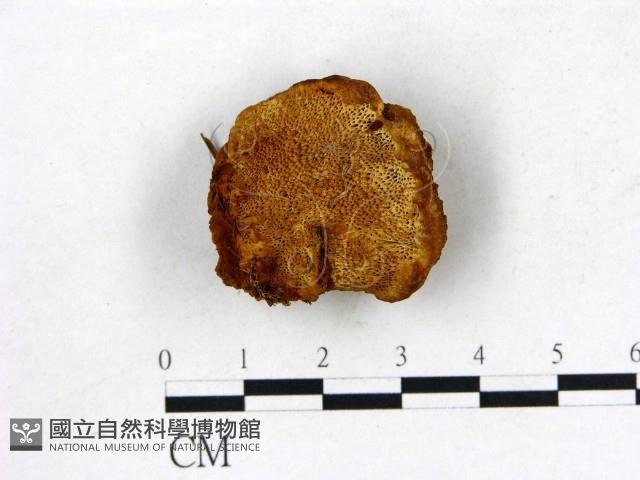 登錄號:F0005804藏品圖，第1張