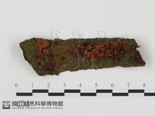 登錄號:F0008904藏品圖，第1張