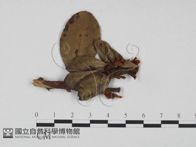 登錄號:F0018904藏品圖，第1張