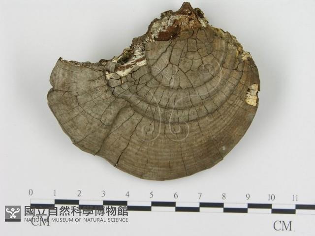 登錄號:F0020904藏品圖，第1張