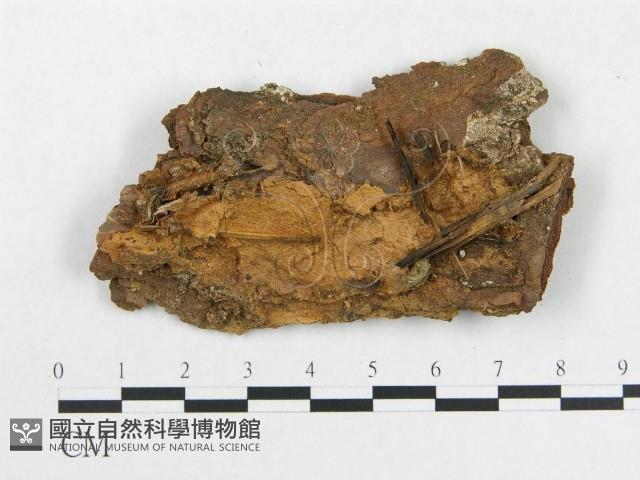 登錄號:F0000904藏品圖，第1張