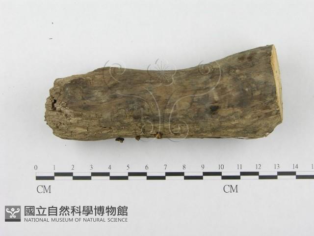 登錄號:F0010904藏品圖，第1張
