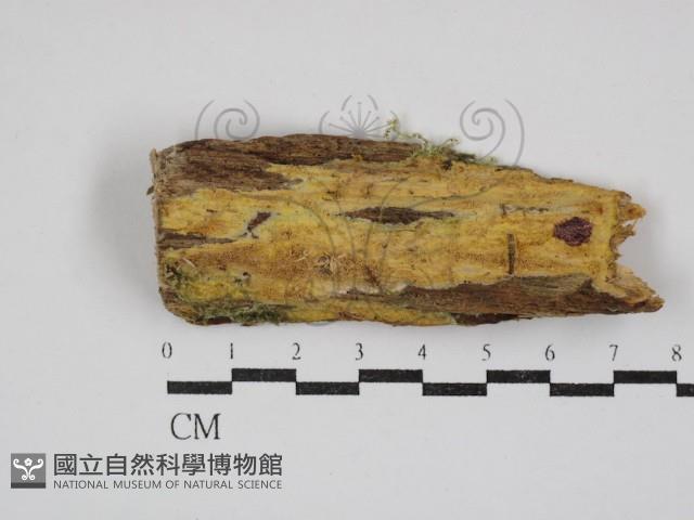 白邊黃孔菌藏品圖，第1張