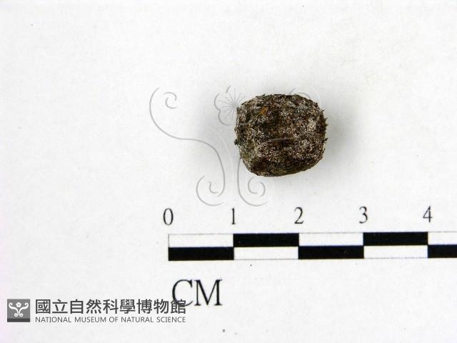 登錄號:F0016904藏品圖，第1張