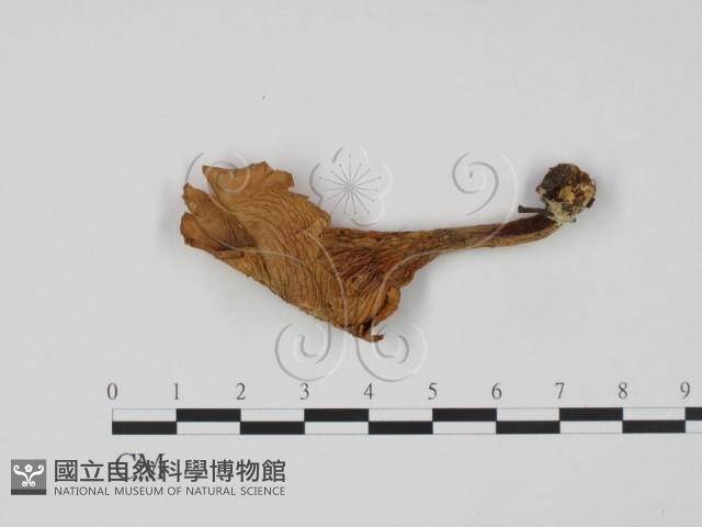 登錄號:F0021904藏品圖，第1張