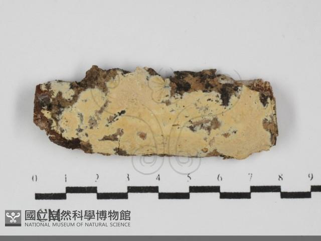登錄號:F0031904藏品圖，第1張