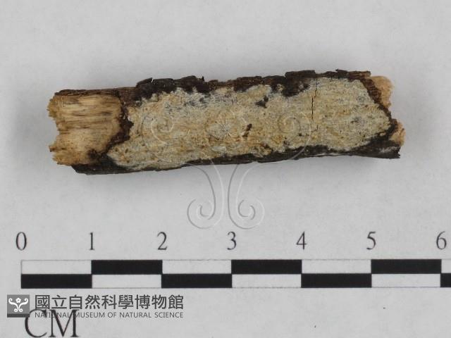 射脈菌屬藏品圖，第1張