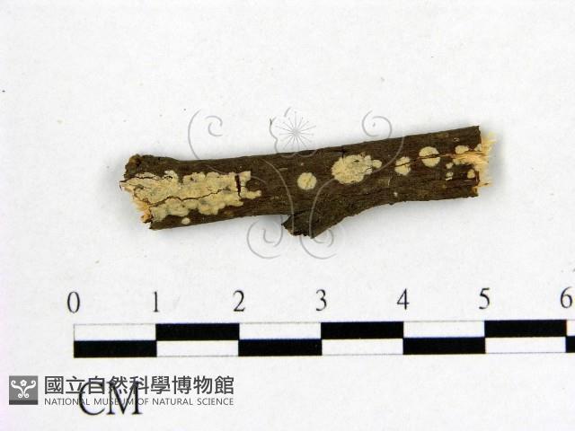 顯絲菌屬藏品圖，第1張