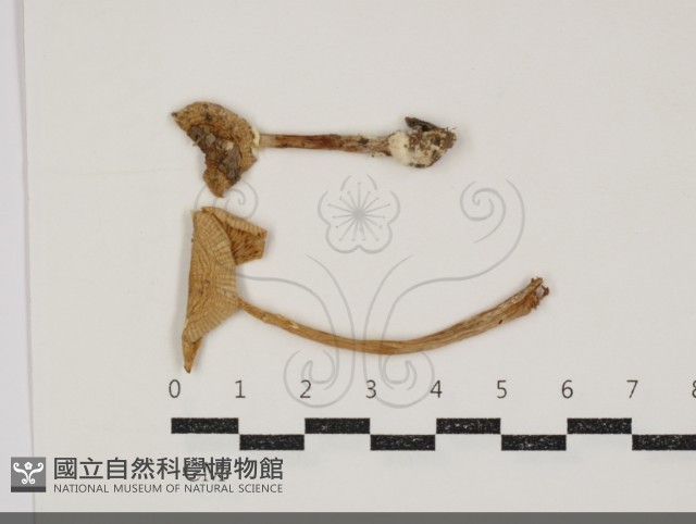 登錄號:F0034904藏品圖，第1張