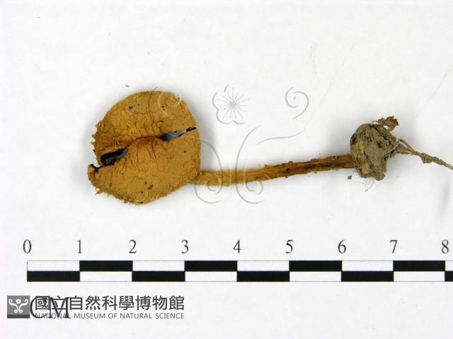 登錄號:F0022904藏品圖，第1張