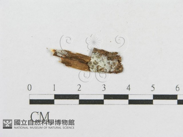 登錄號:F0002904藏品圖，第1張