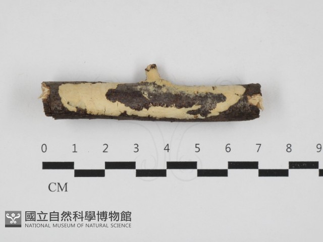 革墊菌屬藏品圖，第1張