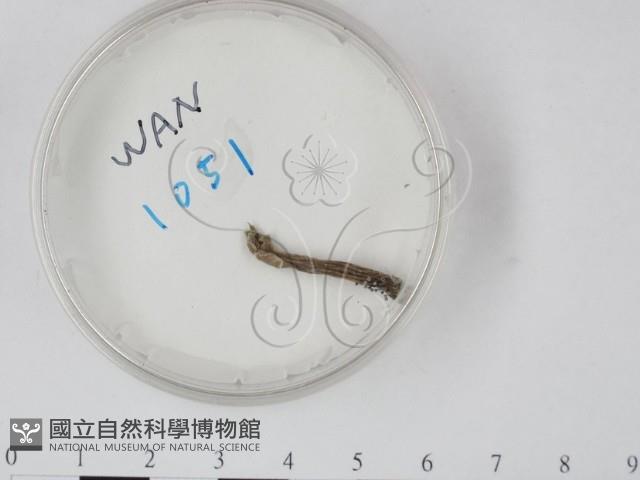 登錄號:F0017904藏品圖，第1張