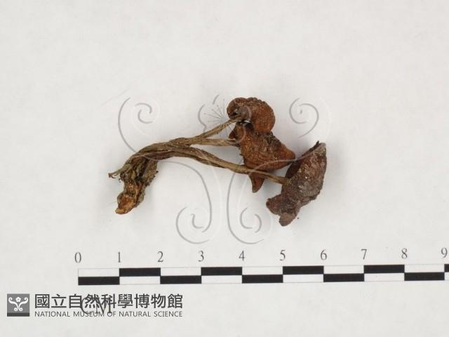 登錄號:F0025904藏品圖，第1張