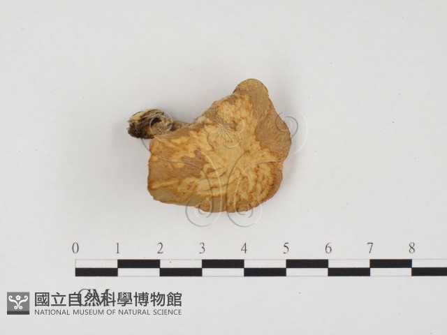 登錄號:F0005904藏品圖，第1張
