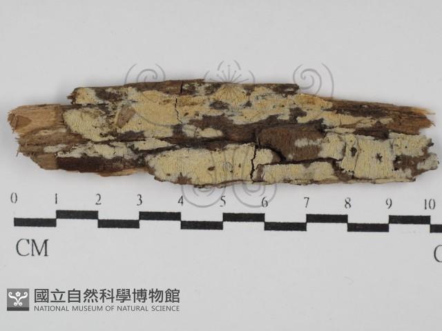 絲齒菌屬藏品圖，第1張