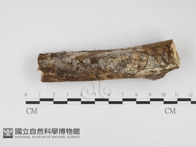 冇骨消絲齒菌藏品圖，第1張