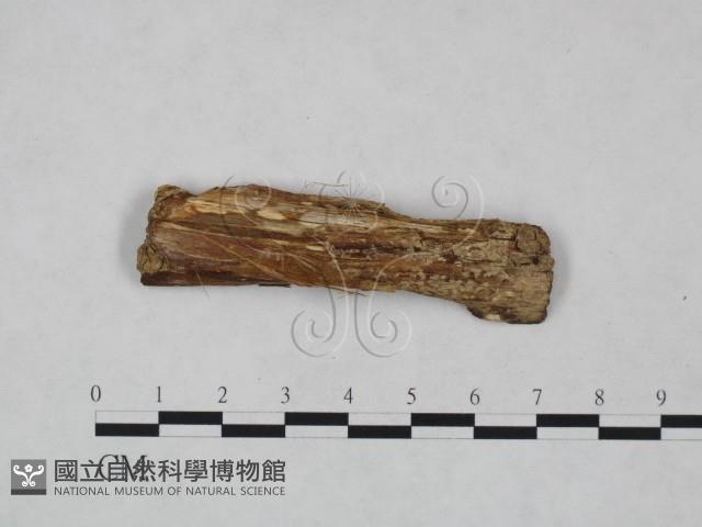 登錄號:F0023904藏品圖，第1張