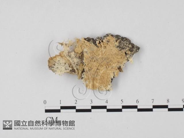 登錄號:F0010604藏品圖，第1張