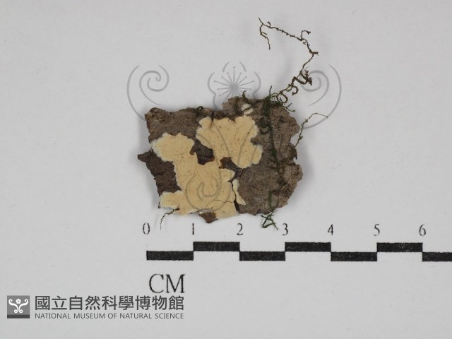 樹狀皮革菌屬藏品圖，第1張