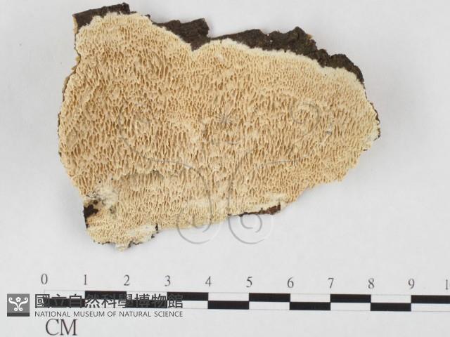 銳孔菌屬藏品圖，第1張