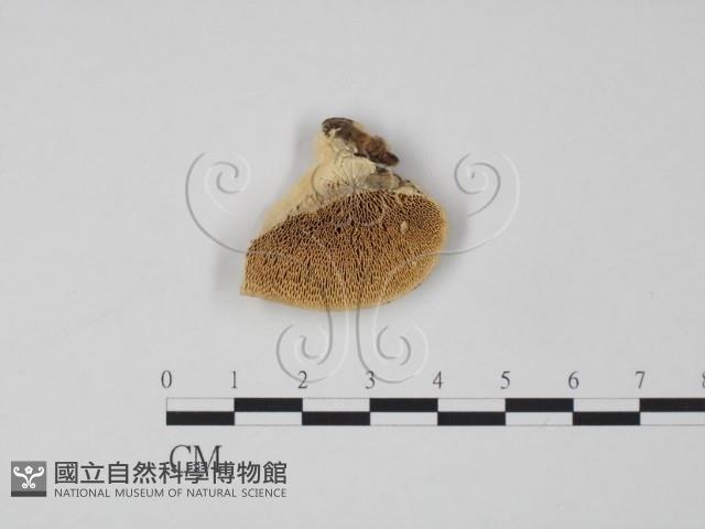 偏腫栓菌藏品圖，第1張