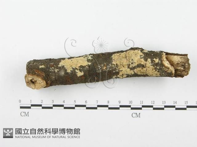 登錄號:F0001604藏品圖，第1張