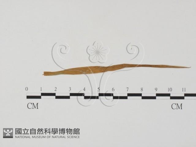 登錄號:F0011604藏品圖，第1張