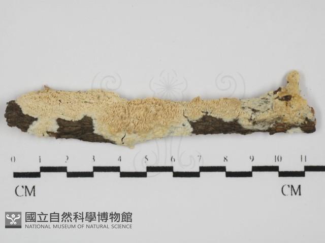 登錄號:F0031604藏品圖，第1張