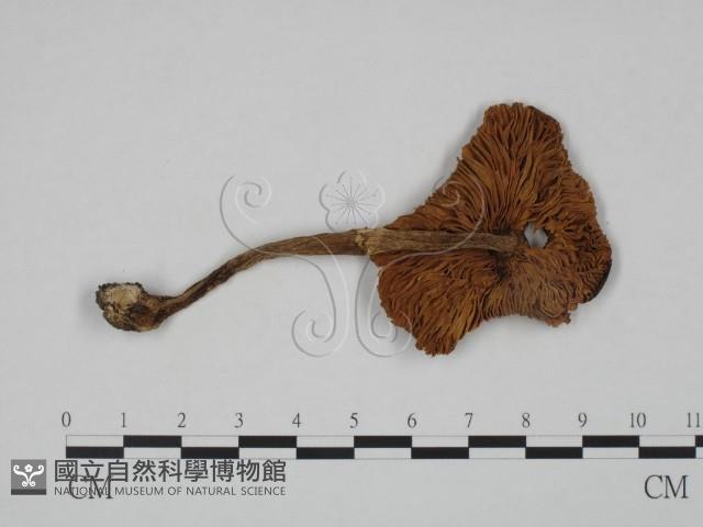 登錄號:F0024604藏品圖，第1張