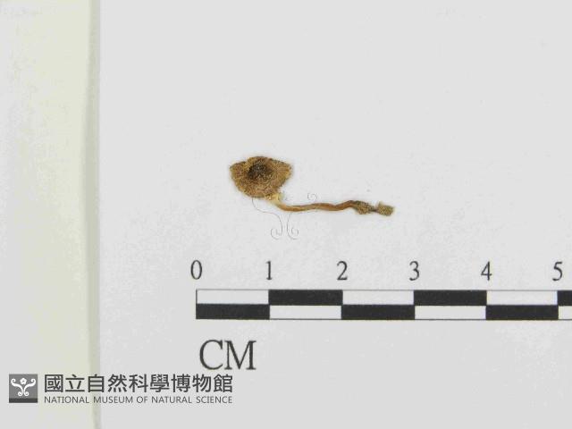 登錄號:F0014604藏品圖，第1張